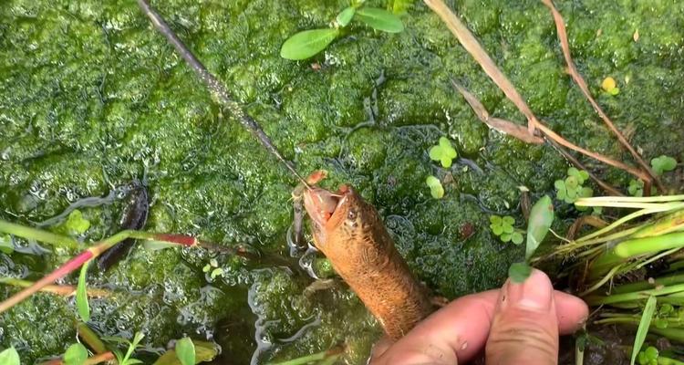 浅水沟钓鱼技巧-探秘捕获丰富鱼群的窍门（享受钓鱼乐趣）