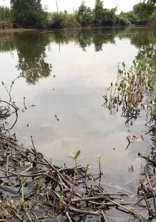 浅水区挖草洞钓鱼技巧（掌握这一关键技巧）