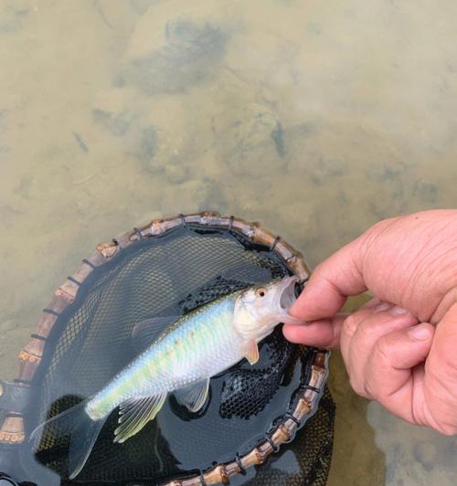 浅水溪流钓鱼技巧（掌握浅水钓鱼技巧的关键是了解环境和选择合适的饵料）