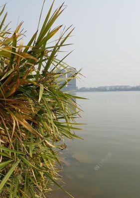 浅水野钓技巧教学（掌握精彩野钓）