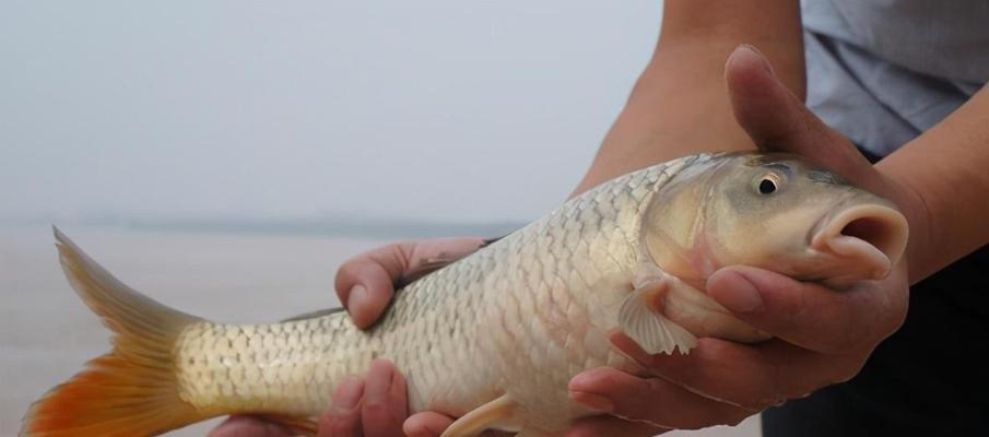 浅水钓鲤鱼技巧与方法详解（钓鲤鱼技巧）