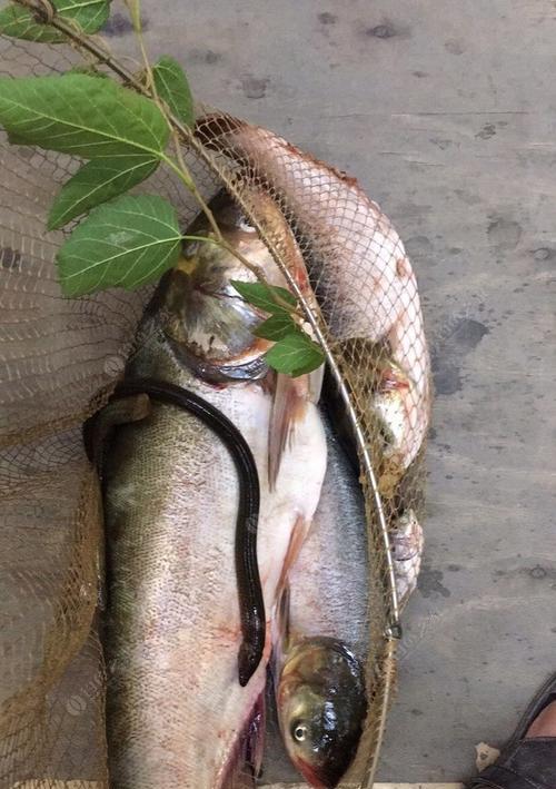 浅水钓鲢鳙技巧（掌握钓鲢鳙的窍门）