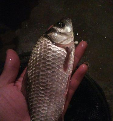 浅水夜钓蚯蚓技巧（掌握夜晚钓鱼秘诀）