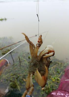 秋季钓鱼用饵技巧（掌握秋季钓鱼的饵料选择和使用方法）