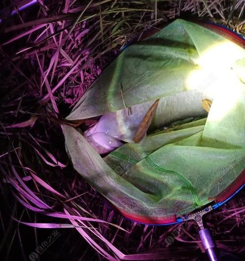 秋季夜钓野钓鲢鳙的技巧与方法（夜晚草丛中的钓鲢鳙乐趣）