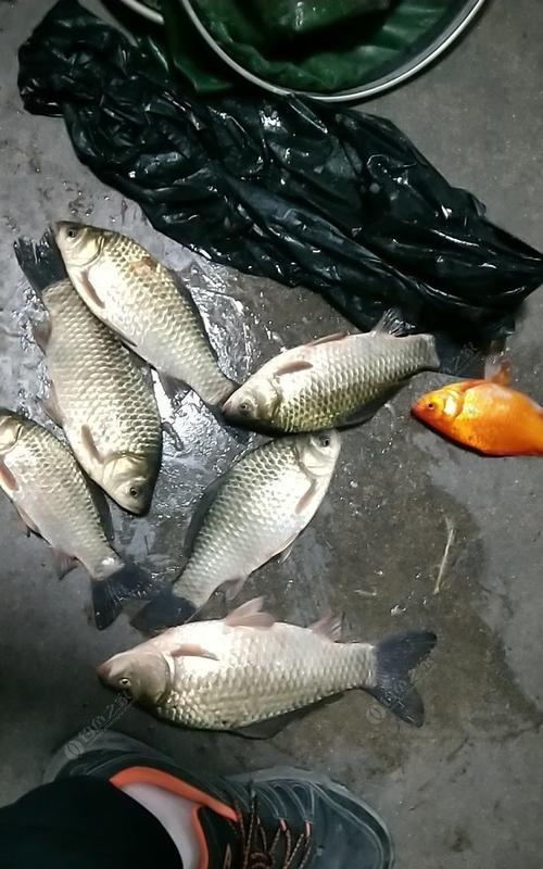 秋雨夜钓鲫鱼，技巧成就丰收（掌握好时机和技巧）