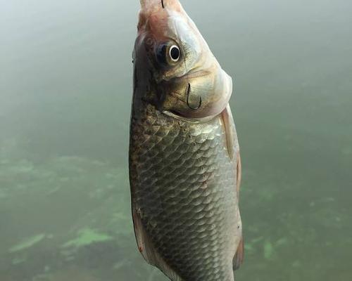 秋天多云转阴天气野钓鲫鱼的技巧（掌握好时间和钓位）