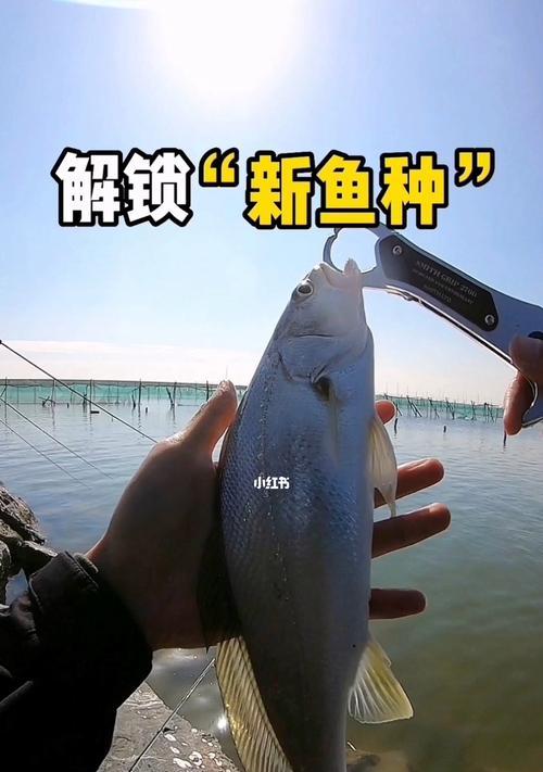 汕头海边钓鱼技巧（掌握汕头海边钓鱼的技巧）