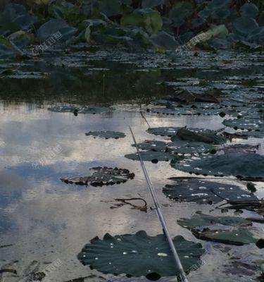 深秋时节雨后钓鱼技巧（享受秋雨中的钓鱼乐趣）