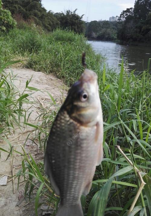 深秋野钓鲫鱼的技巧（揭秘钓鲫鱼的绝佳技巧）