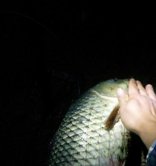 深秋夜钓野钓鲤鱼技巧（揭秘钓鲤鱼的绝技）