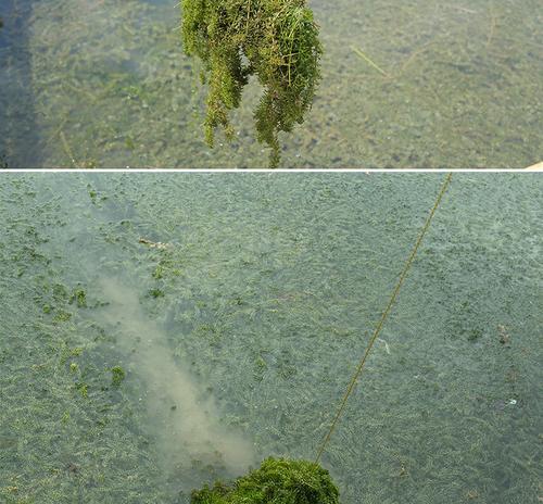 江河水草处钓鱼的技巧与心得（顺应水流）