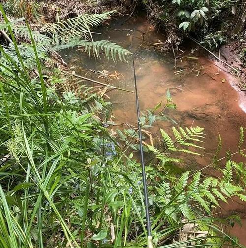 小水沟抛竿钓鱼技巧（钓鱼新手如何在小水沟中提高钓鱼技巧）