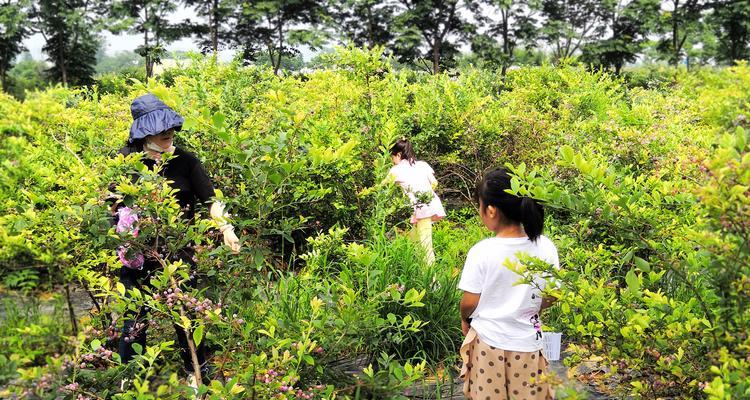 蓝莓钓鱼的技巧与方法（掌握这1个）