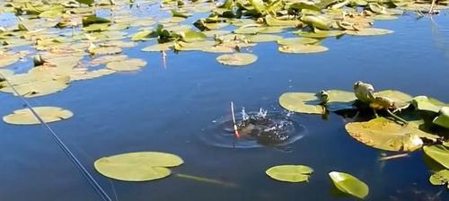 水坑钓鱼技巧大揭秘（十多米的水坑如何垂钓成功）