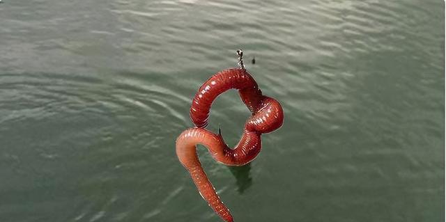 深水河道野钓技巧（钓鱼达人教你四五米深水河道的捕鱼技巧）