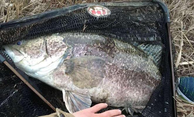 探秘松花江海杆钓鱼技巧（揭秘松花江海杆钓鱼的高效捕获方法）