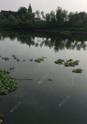 台钓鲢鳙技巧教程（钓鲢鳙的黄金技巧）