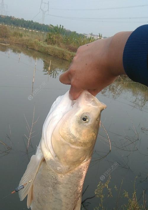 台钓鲢鳙技巧（提升收获）