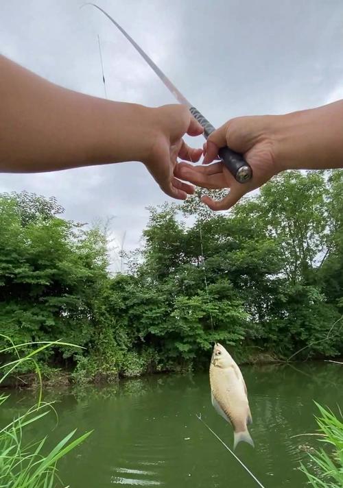 台钓鲫鱼的最佳漂相技巧（提升钓鲫鱼成功率的实用经验分享）