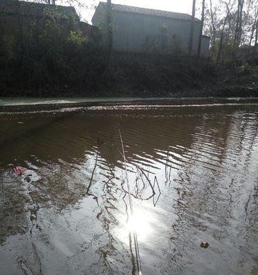 夏季肥水河钓鱼技巧（掌握技巧钓鱼高手在夏）