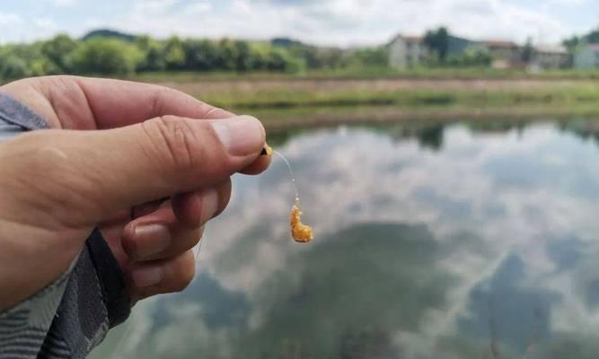 夏季高温天钓鱼选位技巧（应对高温天气）