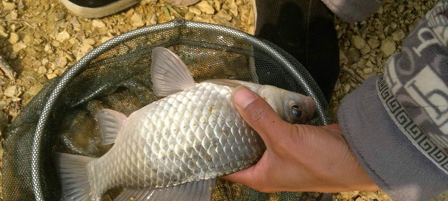 高温野钓鲫鱼的技巧与方法（夏季高温中的鲫鱼钓鱼秘籍）