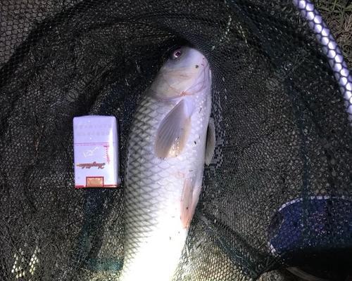 夏季河道夜钓鲤鱼的绝佳技巧（揭秘夏季河道夜钓鲤鱼的五大秘诀）