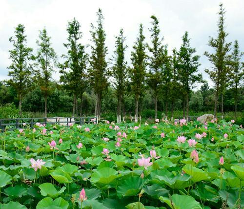 夏季荷花池塘钓鱼技巧（掌握钓鱼技巧）