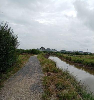 夏季浑水野钓大鲫鱼的绝佳技巧（一招制胜）