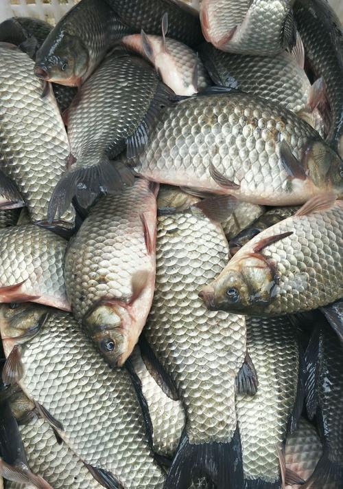 夏季鲫鱼野钓技巧（夏季鲫鱼野钓的绝佳窍门及装备选择）