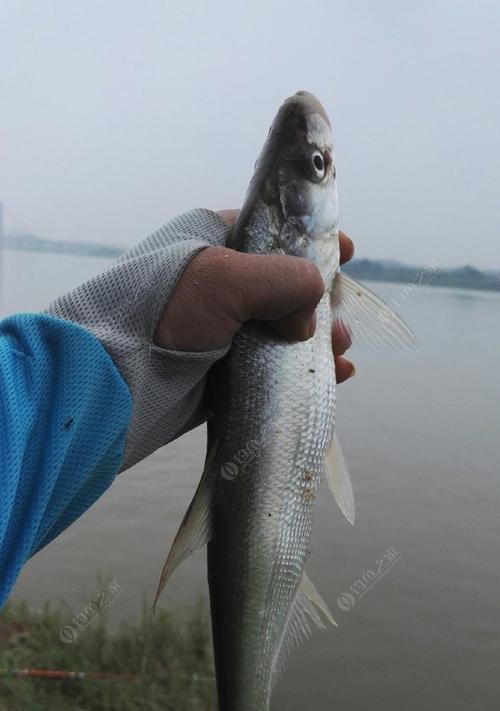 夏季江钓鱼饵制作技巧（高效利用夏季天气）