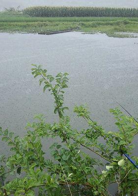 夏季江河钓鱼技巧（钓鱼技巧分享及注意事项）