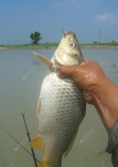 夏季鲤鱼钓位选择与垂钓技巧（找准鲤鱼栖息地）