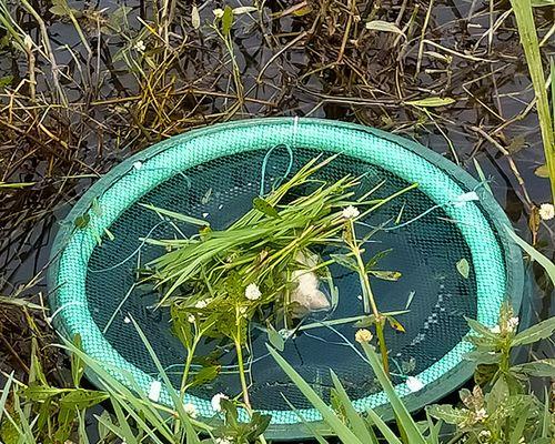 夏季抛竿用饵笼钓草鱼技巧（掌握钓草鱼的关键）