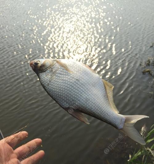 夏季抛竿用饵笼钓草鱼技巧与技巧（夏季草鱼钓鱼秘籍）