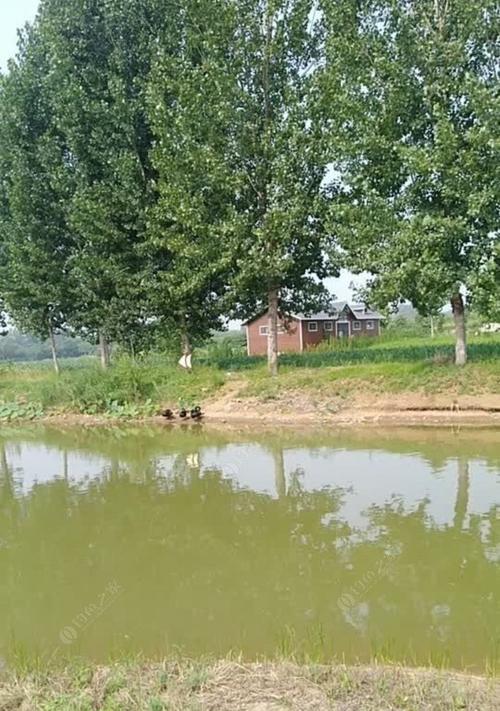 夏季气温下降钓鱼技巧和方法（夏季钓鱼的秘诀在于顺应气温变化）