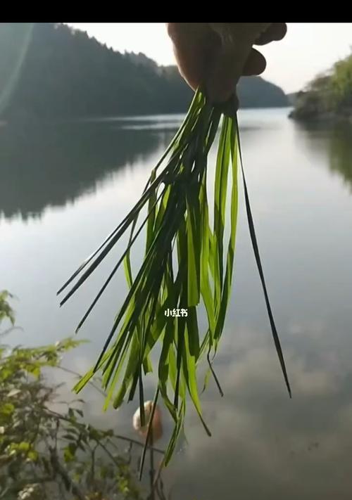 夏季桥底钓鱼技巧（掌握关键技巧）