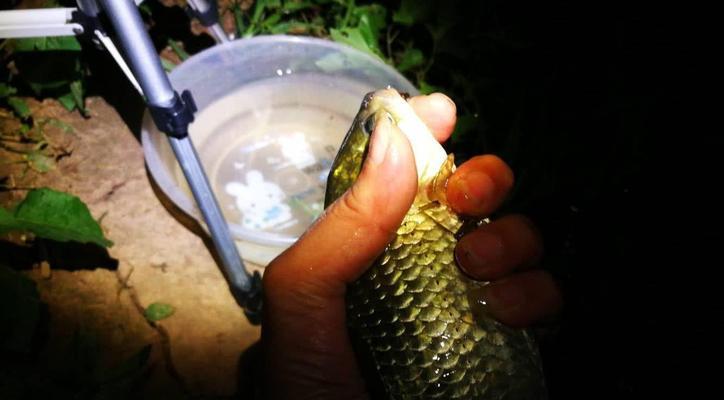 夏季蚯蚓夜钓鲤鱼的技巧（夏季夜晚如何使用蚯蚓进行成功的鲤鱼钓鱼）