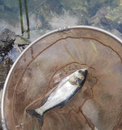 夏季水库垂钓鲢鳙技巧与方法（探秘夏日水库垂钓鲢鳙）