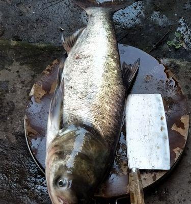 夏季水库钓鱼技巧鲢鳙（钓鱼技巧分享）