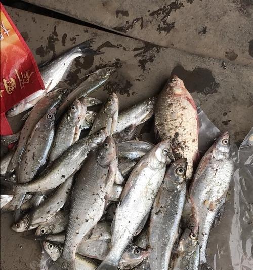 夏季水库野钓鲫鱼的饵料技巧与方法（打造专属夏季水库野钓鲫鱼饵料）