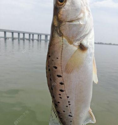 夏季台钓钓翘嘴的技巧（夏季钓翘嘴）