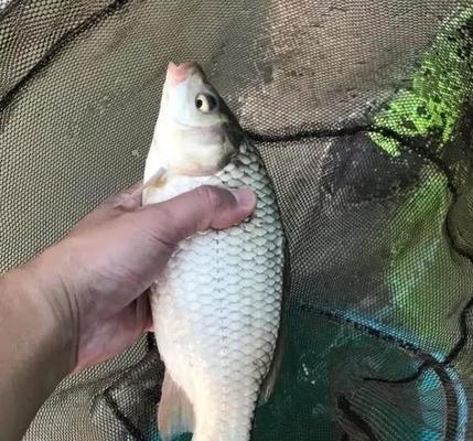 夏季台钓鲫鱼技巧与方法（掌握这些技巧）