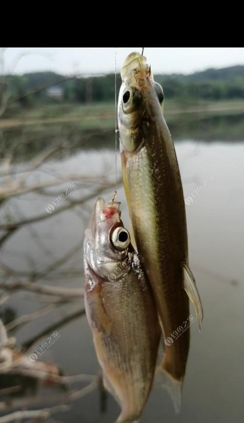 夏季晚上钓鱼技巧（高效应对小鱼干扰）