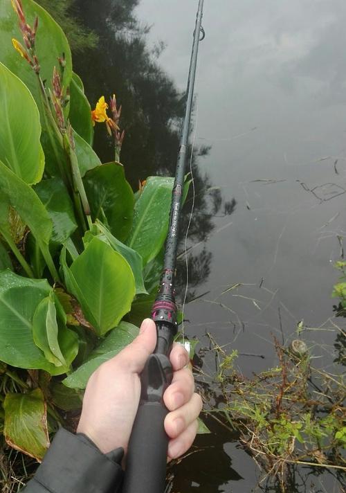 夏季野钓黑鱼的技巧（夏季黑鱼钓法）