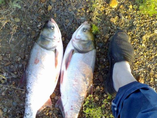 夏季野钓花鲢技巧（揭秘夏季野钓花鲢的捕获技巧）