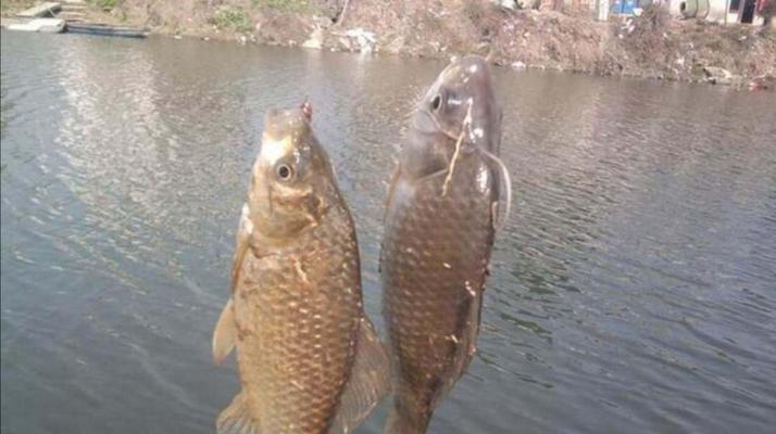 夏季野钓鲫鱼浮钓的调漂技巧（揭秘夏季钓鲫鱼浮调漂的高效方法）