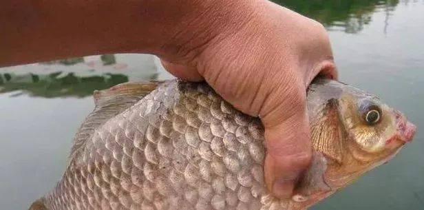 夏季野钓鲫鱼技巧大揭秘（探秘最佳垂钓深度）