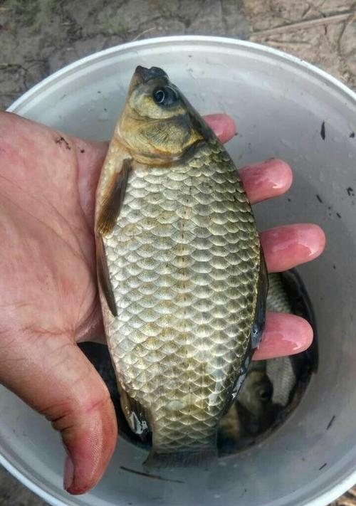 夏季野钓鲫鱼饵料技巧与方式（提升钓鲫鱼成功率的实用建议）